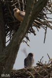 Falco cuculo (Falco vespertinus)