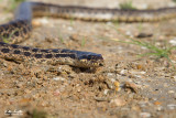 Elaphe qutuorlineata sauromates