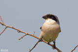 Averla cenerina (Lanius minor)