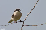 Averla cenerina (Lanius minor)