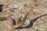  Natrix tessellata heinrothi