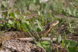  Natrix tessellata heinrothi