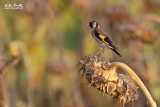 Cardellino (Carduelis carduelis)