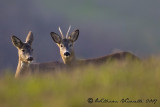 capriolo (Capreolus capreolus)