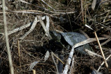 Testuggine dacqua (Emis orbicularis)