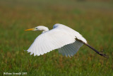 airone bianco maggiore (Egretta alba)