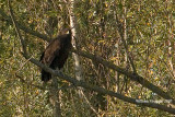 aquila anatraia magg.(Aquila clanga)