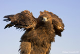 Aquila reale (Aquila chrysaetos)