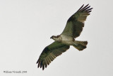 falco pescatore (Pandion haliaetus)