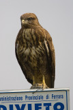 poiana (Buteo buteo)