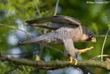 falco pellegrino( Falco peregrinus)