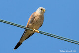 grillaio (falco naumanni)