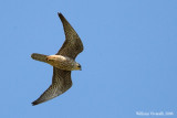 Falco della Regna  Juv (Falco eleonorae)
