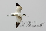 avocetta (Avosetta recurvirostra)