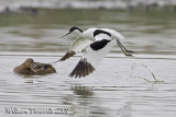 avocetta (Avosetta recurvirostra)