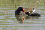 gallinella dacqua (Gallinula chloropus)