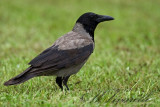  Corncchia grigia (Corvus corone)