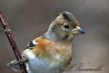 Pppola  (Fringilla montifringilla)