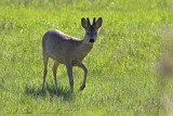 capriolo (Capreolus capreolus)