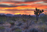 JTree Sunset