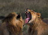 Lion Pair Yawning Mar-2004 Nbinatp 01384.jpg