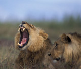 Lion Pair Yawning Mar-2004 Nbinatp 01387.jpg