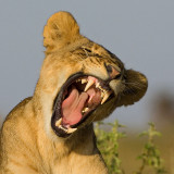 Lion Yawning Dec-2008 Nbinatp d10550.jpg