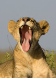 Lion Yawning Dec-2008 Nbinatp d10560.jpg