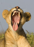 Lion Yawning Dec-2008 Nbinatp d10561.jpg