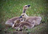 Canada Geese Goslings