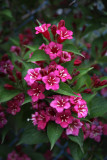 Weigela - 1
