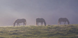 Breakfast in the Meadow
