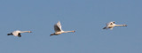 Swans on the Wing