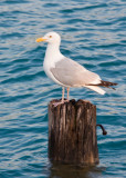 Stump Gull