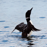 Loon - 5