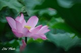 DSC_7298.jpg