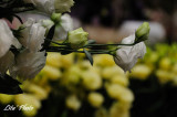 DSC_4927.jpg