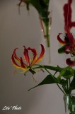 DSC_4969.jpg