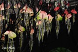 DSC_5002.jpg