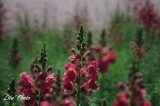 DSC_4610.jpg
