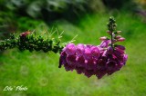 DSC_4613.jpg