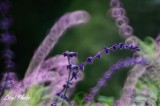 DSC_4620.jpg