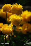 DSC_4622.jpg