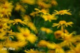 DSC_4624.jpg