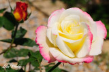 DSC_4690.jpg