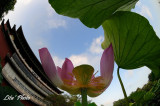 DSC_7387.jpg