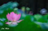 DSC_7456.jpg
