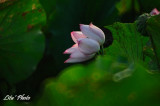 DSC_7011.jpg