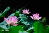 DSC_8540.jpg