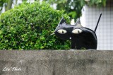DSC_7211.jpg